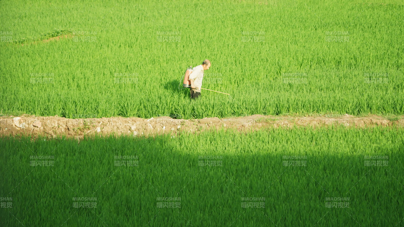 农民在稻田中劳作图片