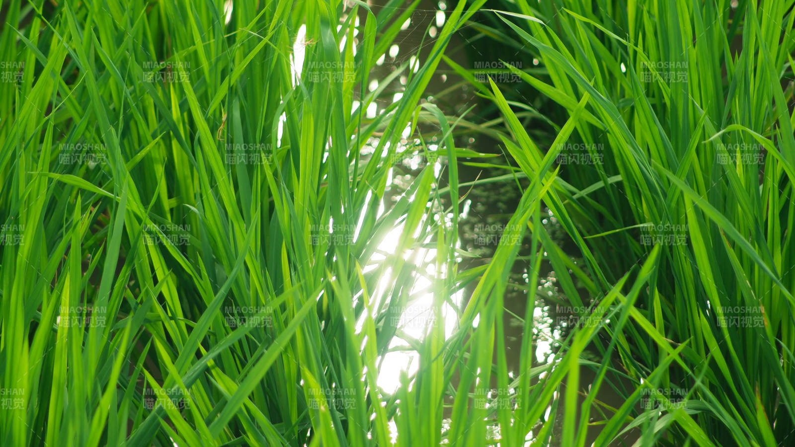 阳光穿透绿叶的瞬间图片