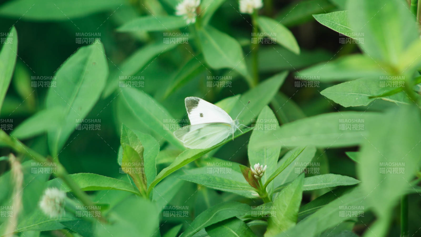 绿叶丛中的白色蝴蝶图片