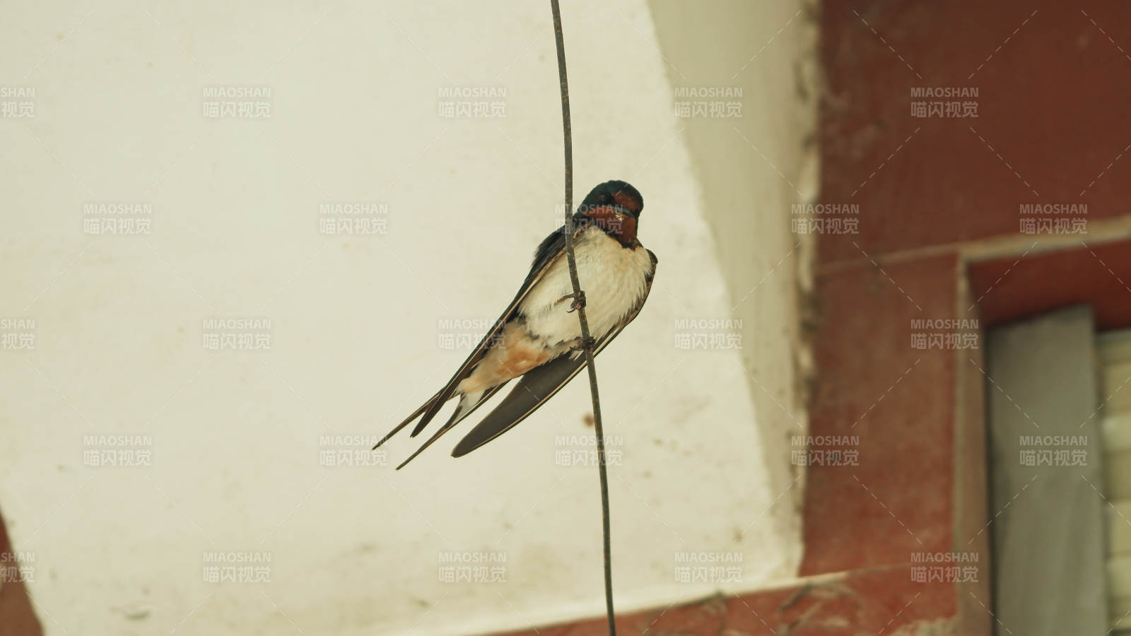 燕子停在电线上的瞬间图片