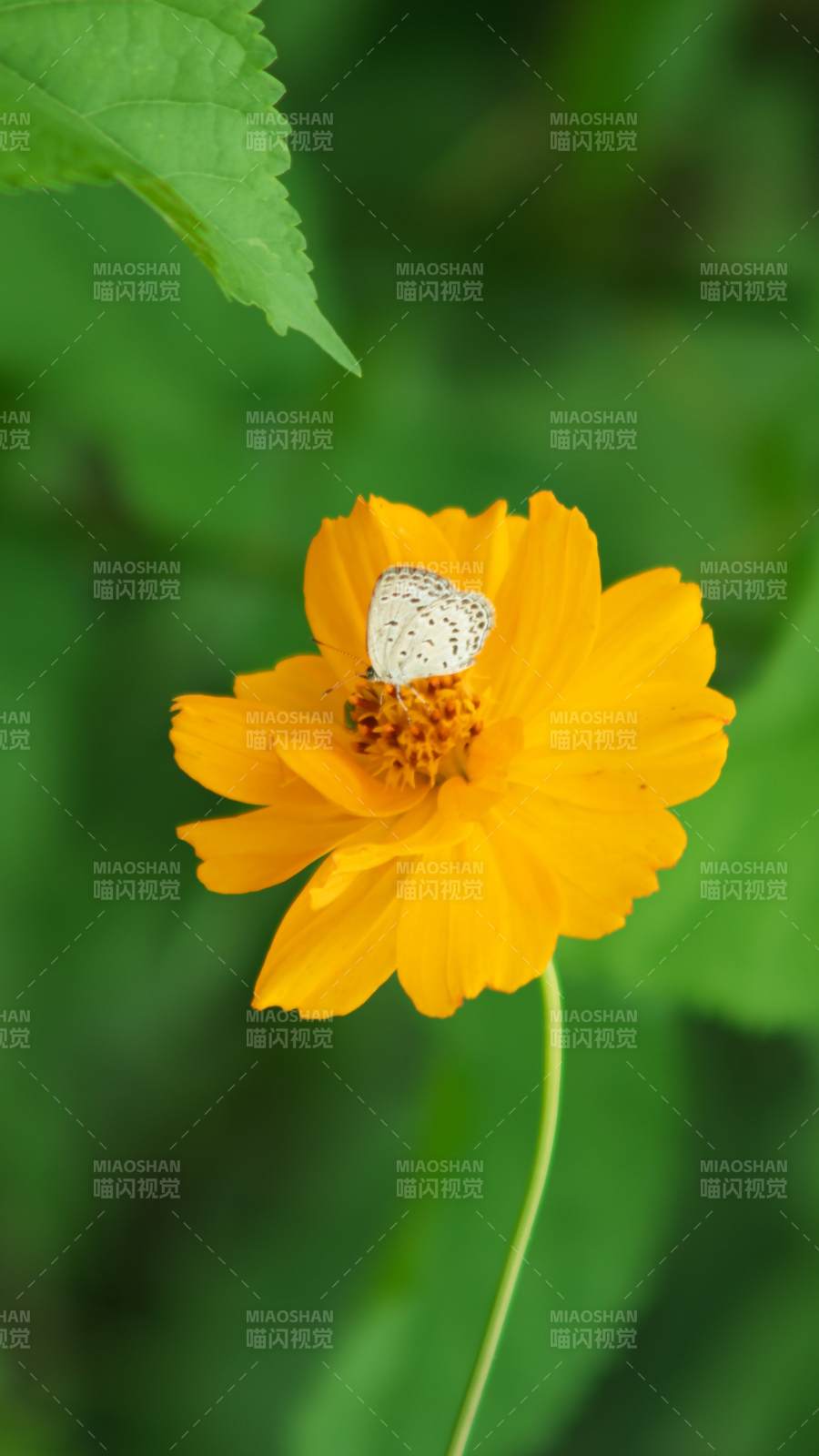 蝴蝶停驻黄色花朵上图片