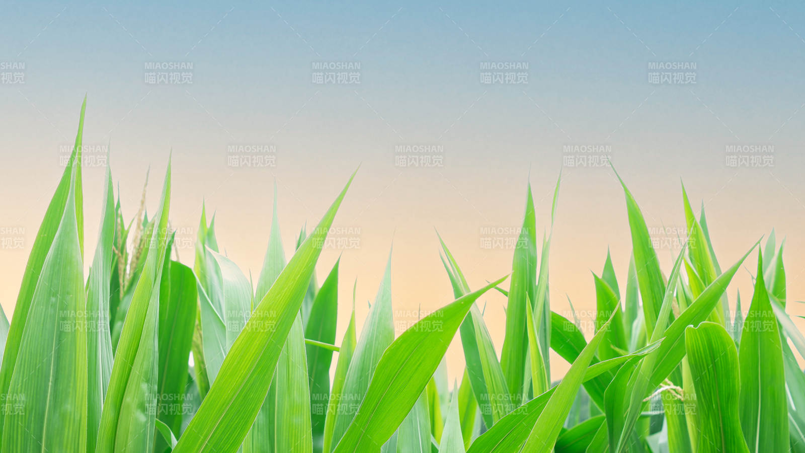 绿叶晨曦 生机盎然图片