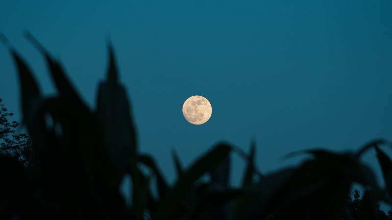 月夜玉米田图片