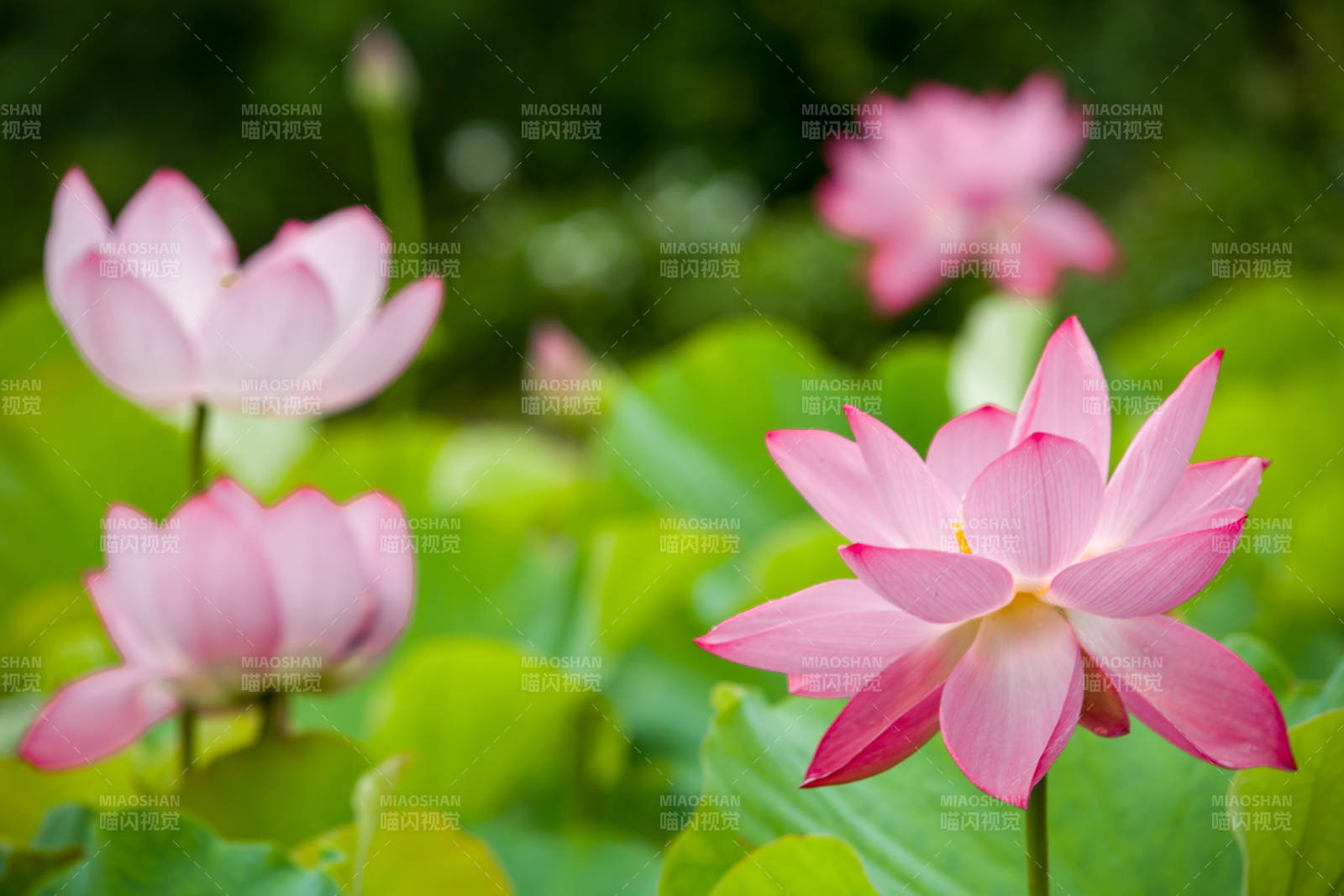 粉色荷花绽放于荷叶间图片