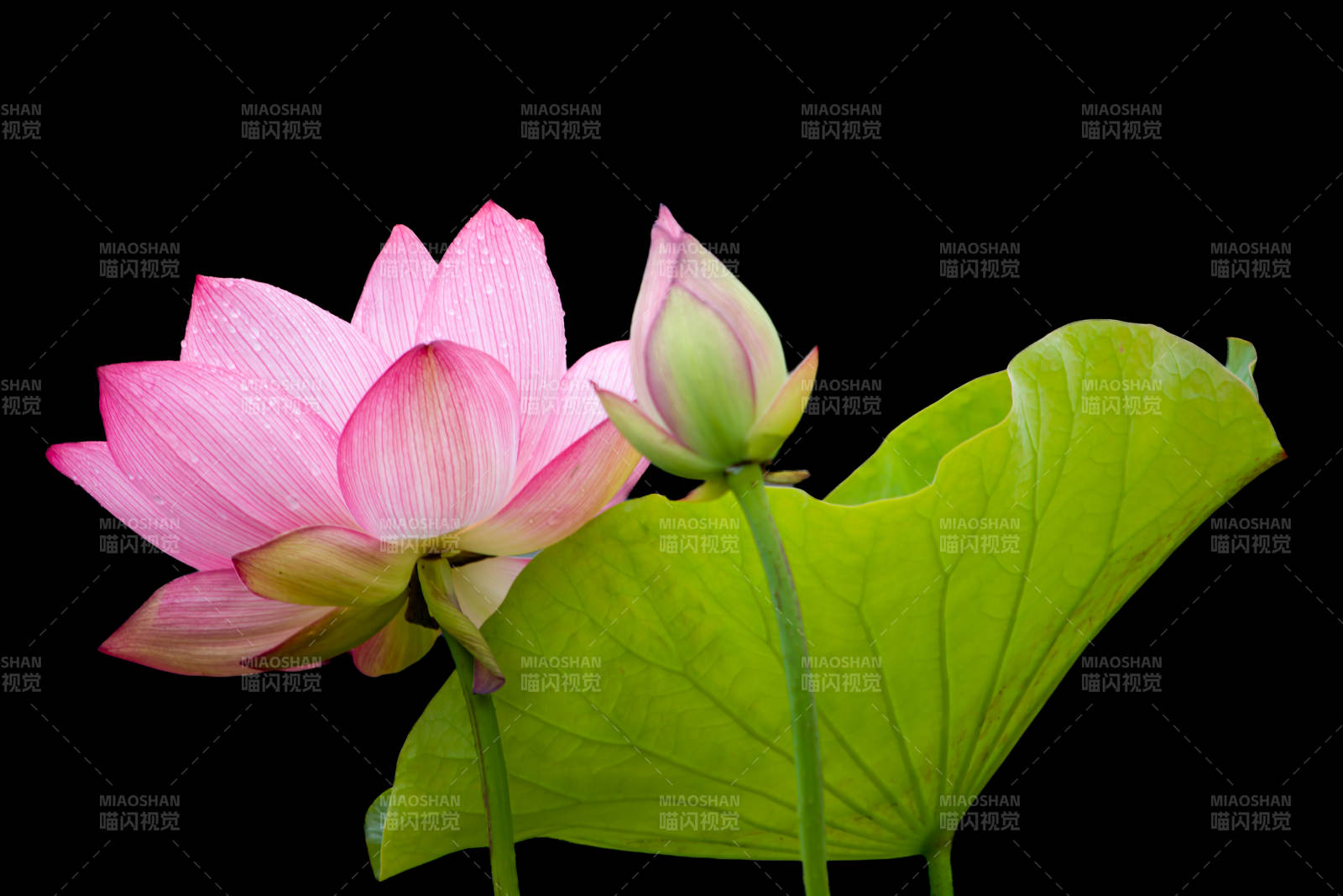 粉色荷花与荷叶相映成趣图片