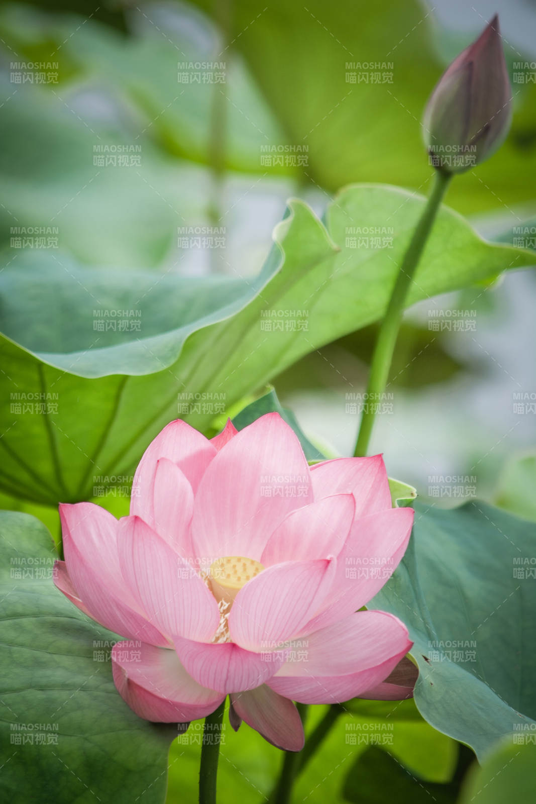 粉色荷花静谧绽放图片