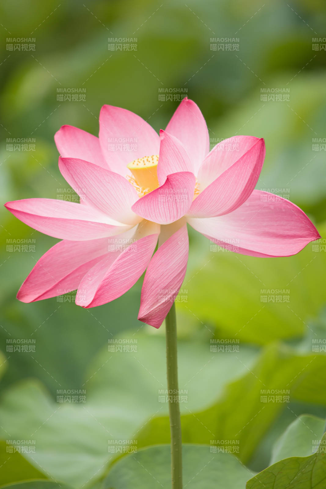 粉色荷花绽放于荷叶间图片