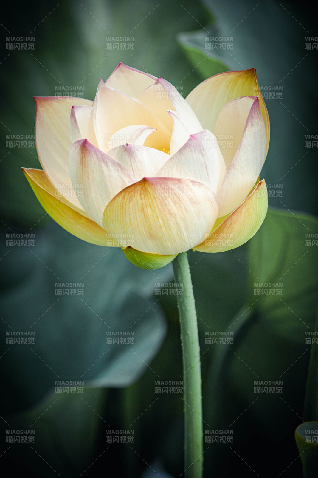 荷花绽放 静谧之美图片