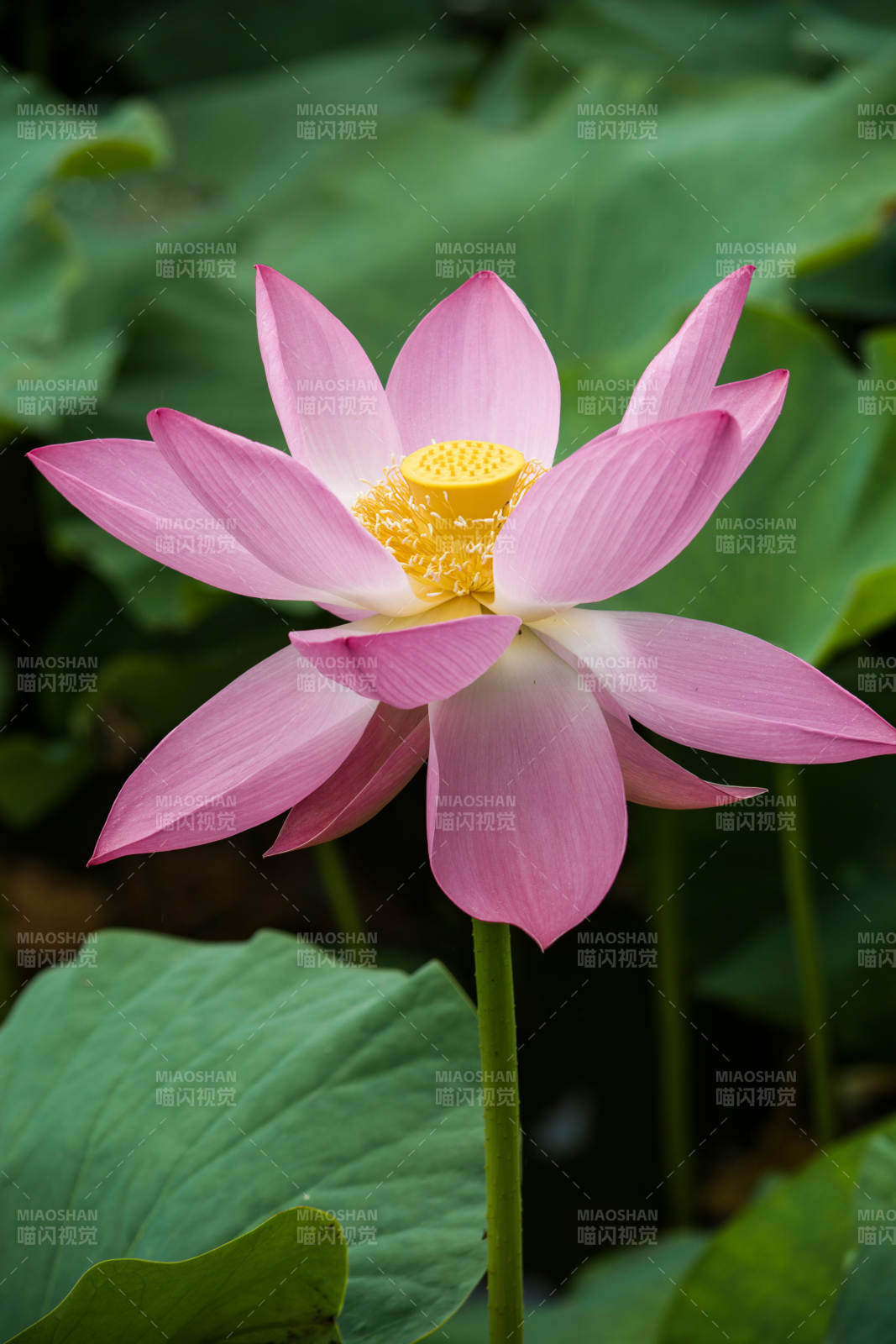 粉色荷花绽放于荷叶间图片