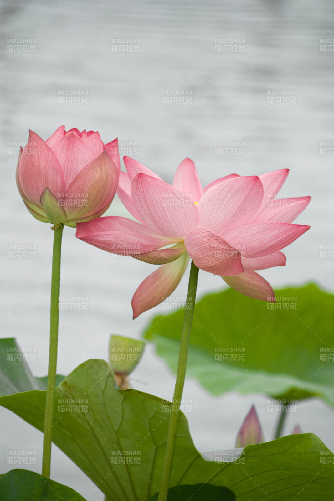 池塘中的粉色荷花图片