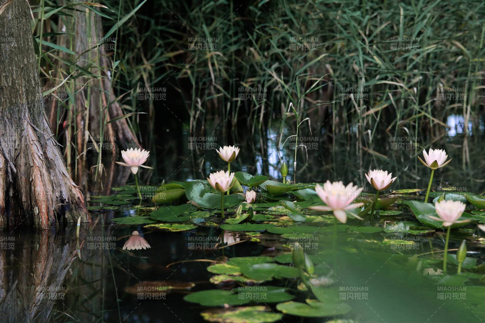 池塘中的睡莲与绿叶图片