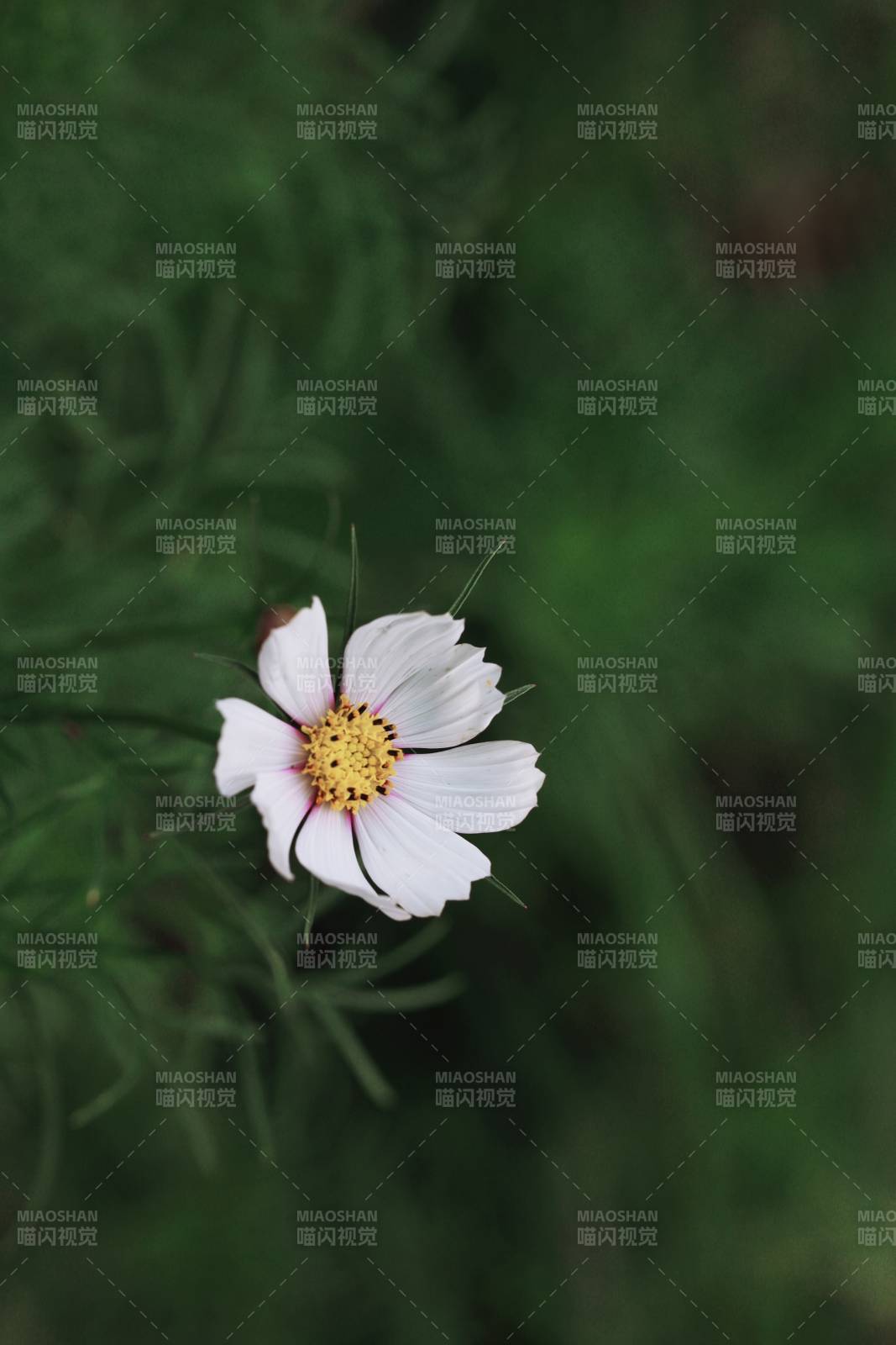 白色小花在绿叶中绽放图片