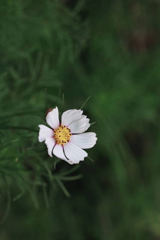 白色小花在绿叶中绽放图片