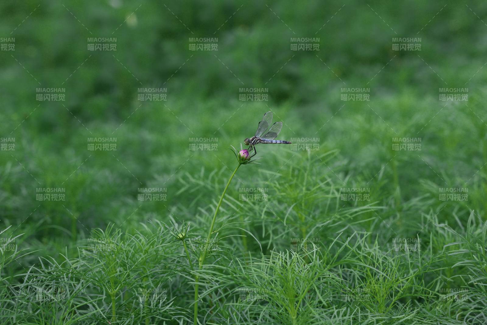 蜻蜓栖息绿草间图片