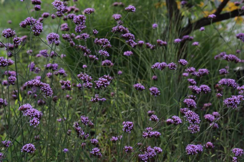 紫色花海 静谧绽放图片