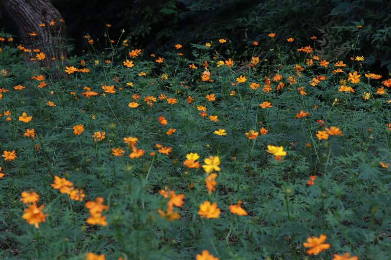 秋日金黄花海绽放图片