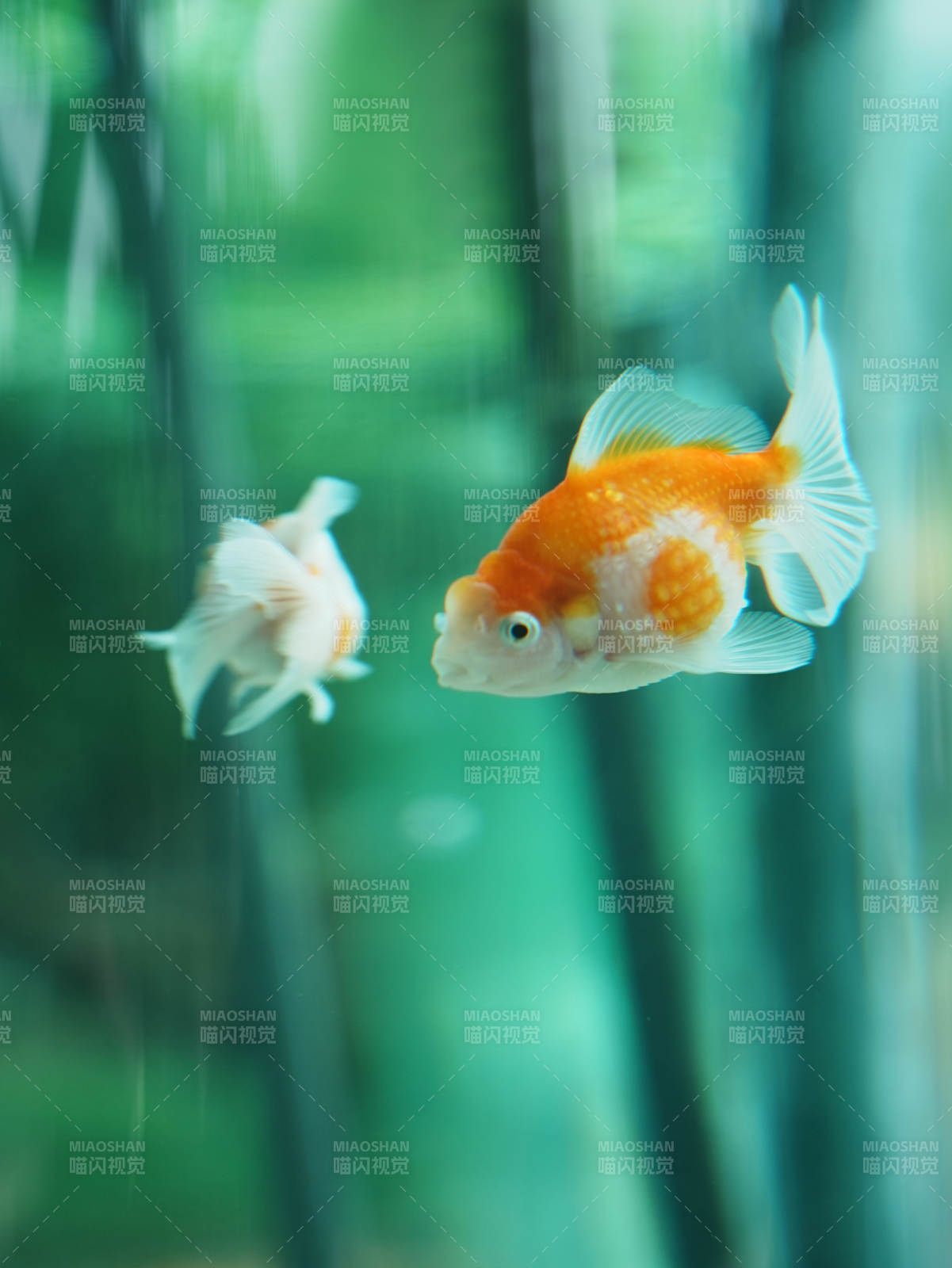 金鱼游动 水草相伴图片