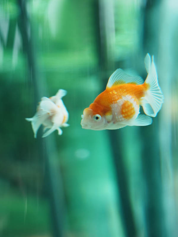 金鱼游动 水草相伴图片