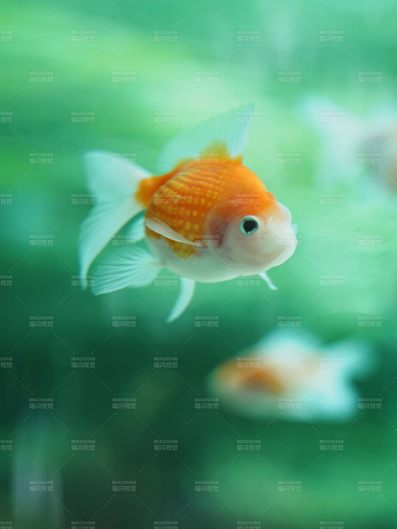 金鱼游动水中影图片