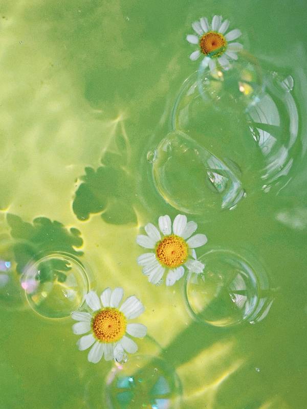 水中雏菊与气泡的静谧美图片