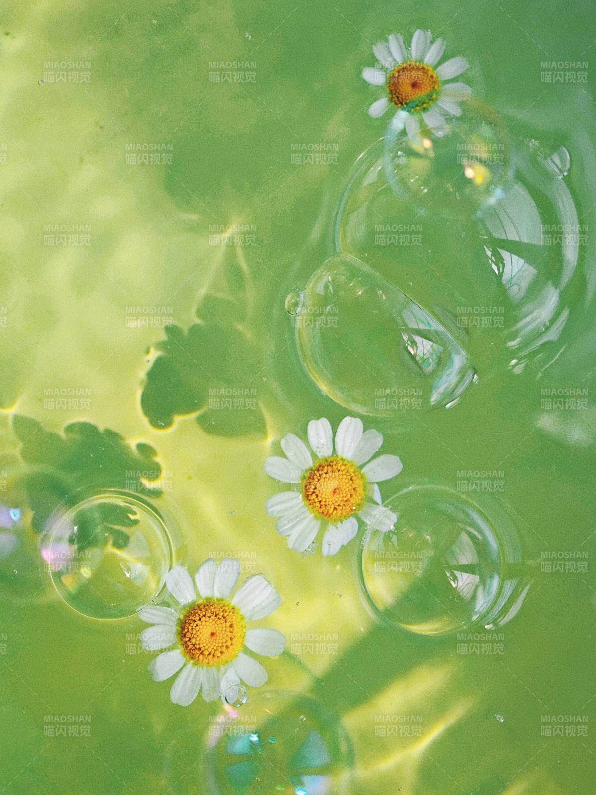 水中雏菊与气泡的静谧美图片
