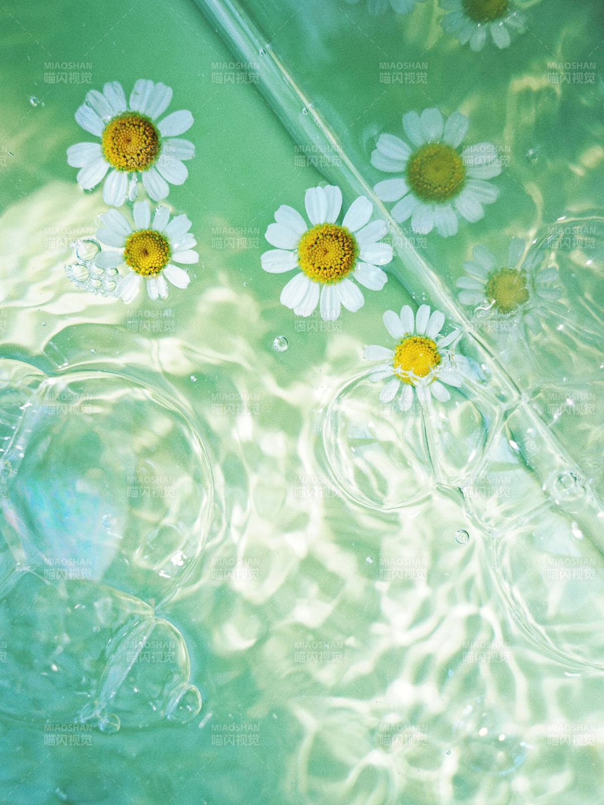 水中雏菊 清新自然图片