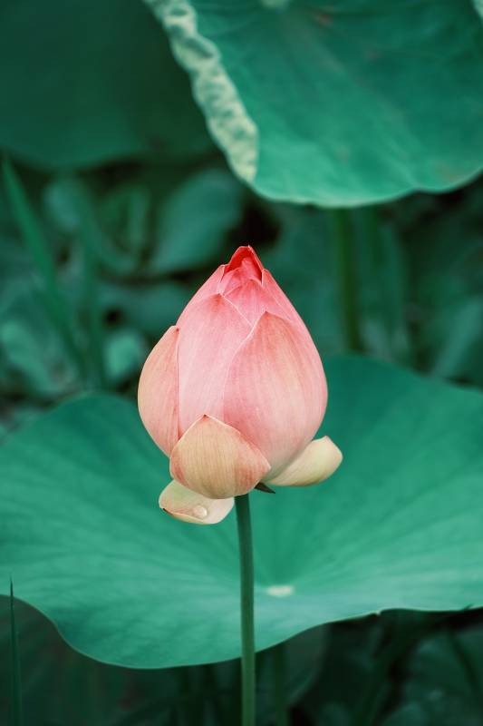 含苞待放的莲花图片