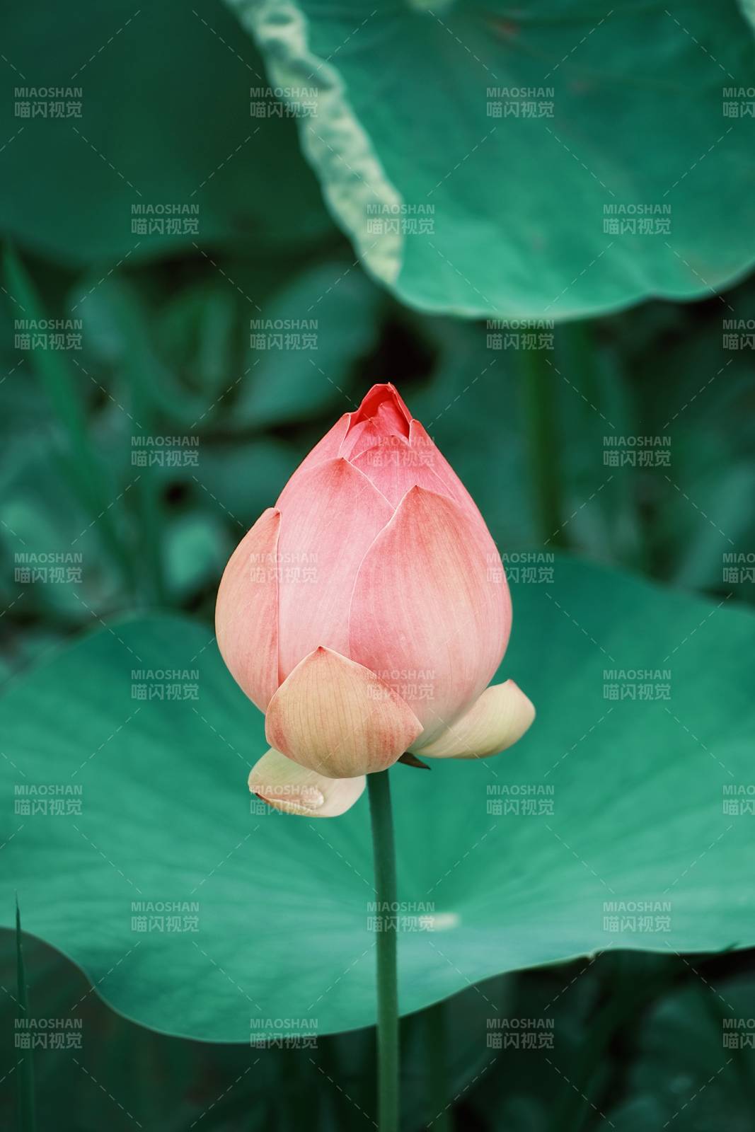 含苞待放的莲花图片