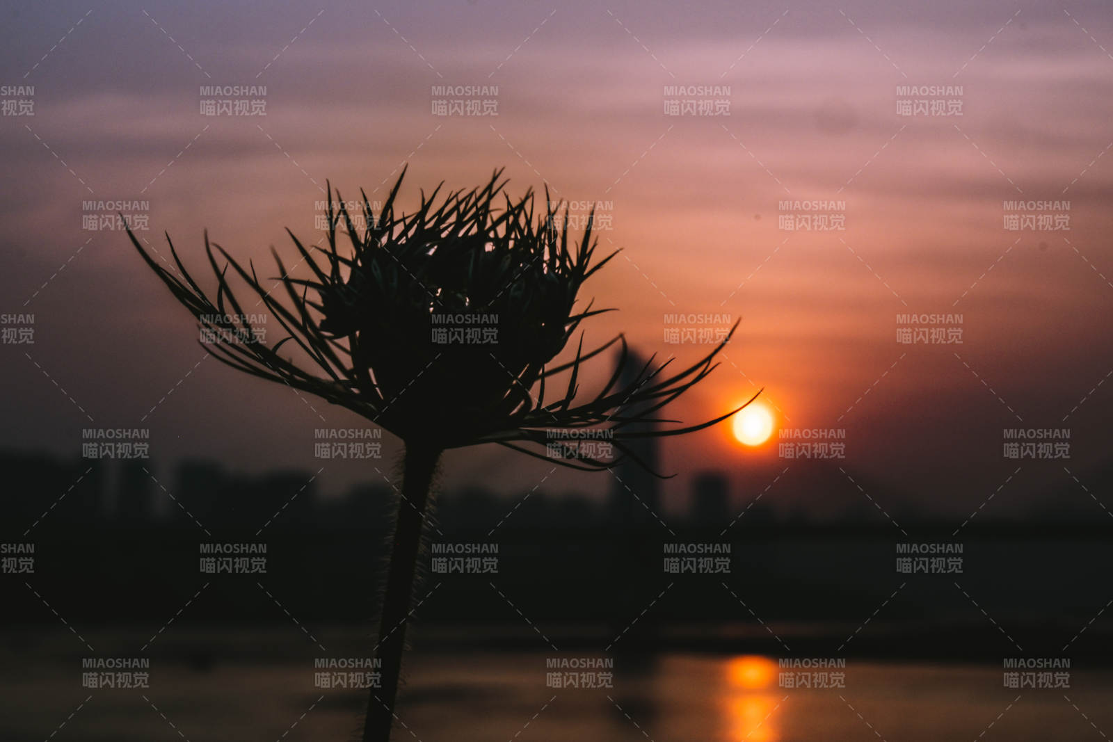 夕阳下的剪影花图片