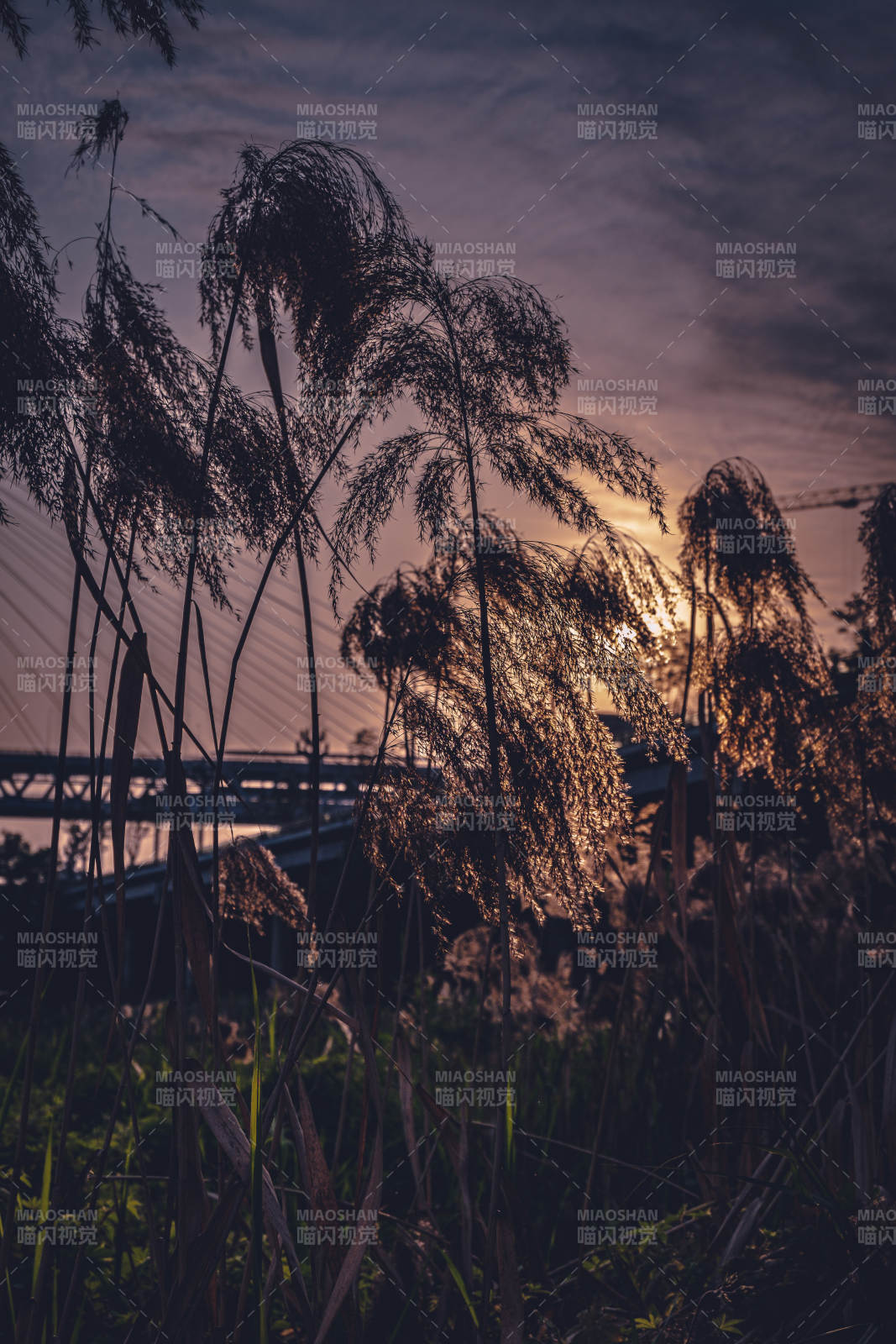 夕阳下的芦苇与桥梁图片