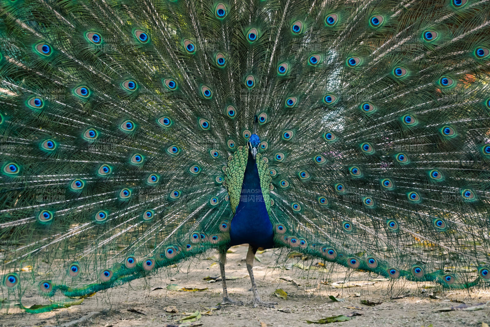 孔雀开屏展风采图片