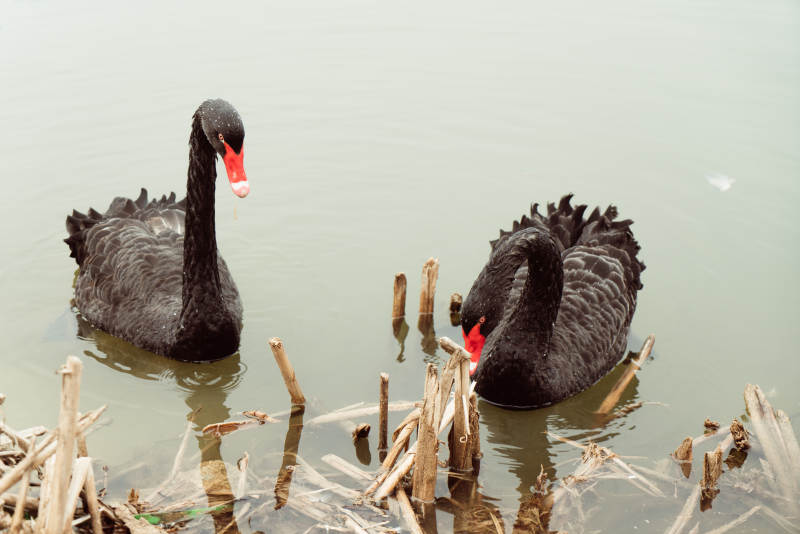 湖中双黑天鹅静游图片