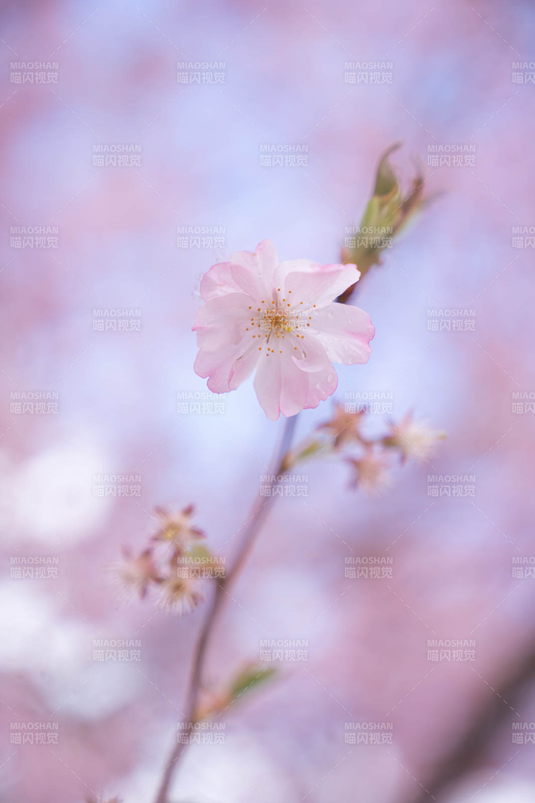 樱花绽放 春意盎然图片