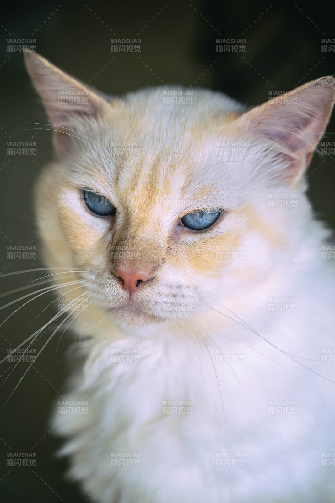 蓝眼白猫的温柔凝视图片