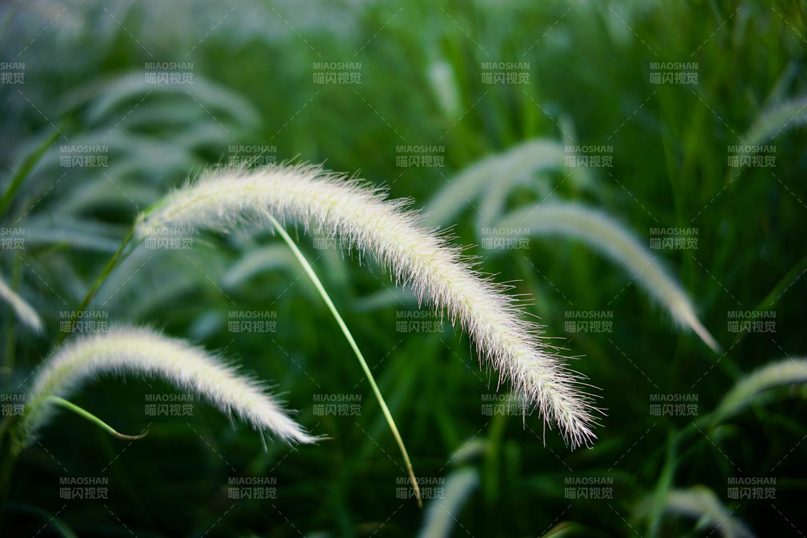 风中的草穗图片