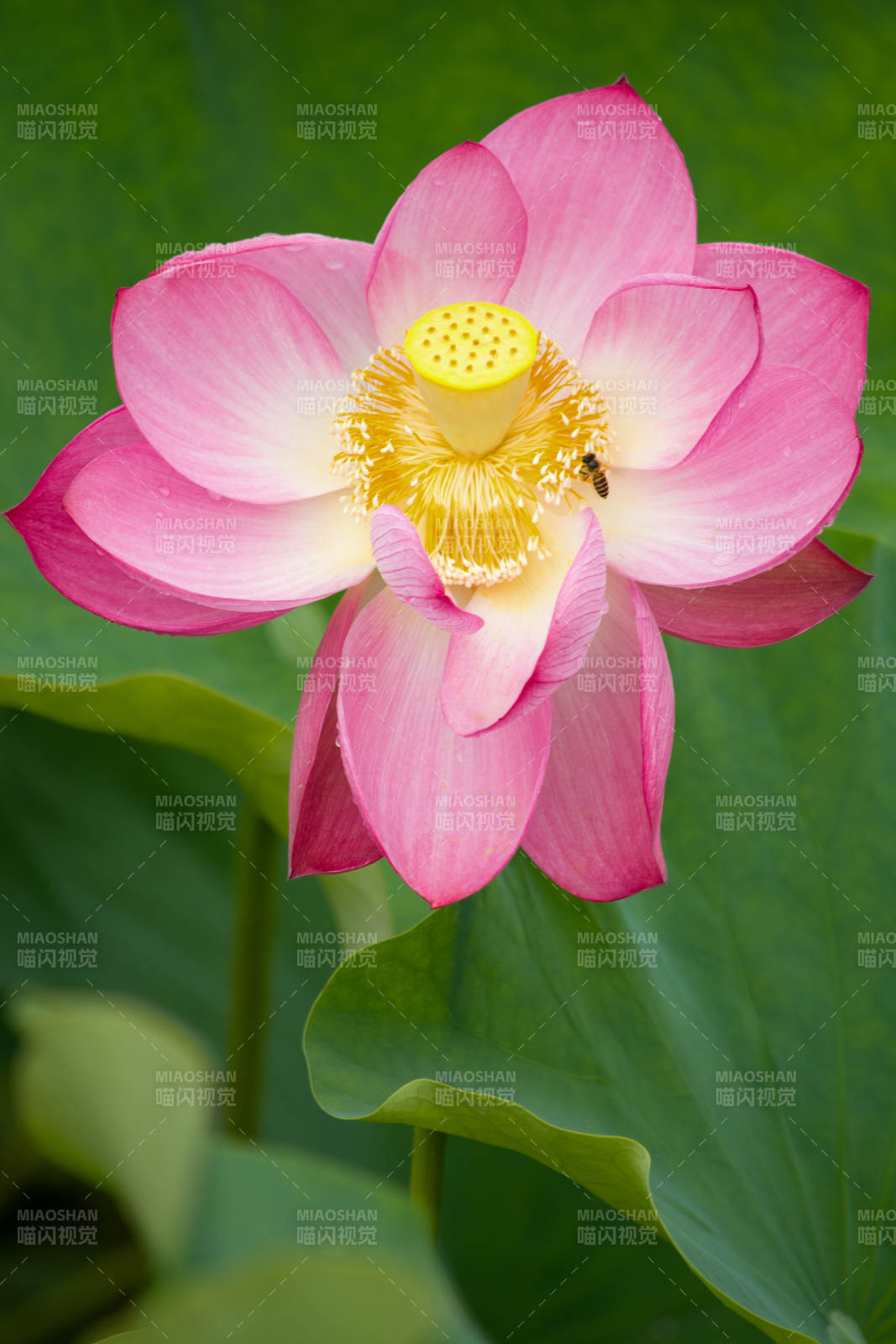 粉红荷花与蜜蜂共舞图片