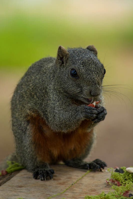 松鼠啃食美味瞬间图片