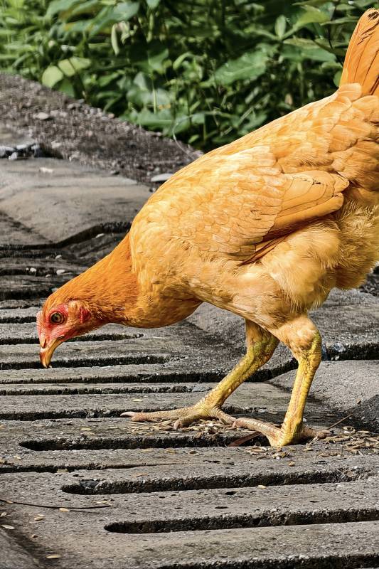 黄鸡觅食在石板路上图片