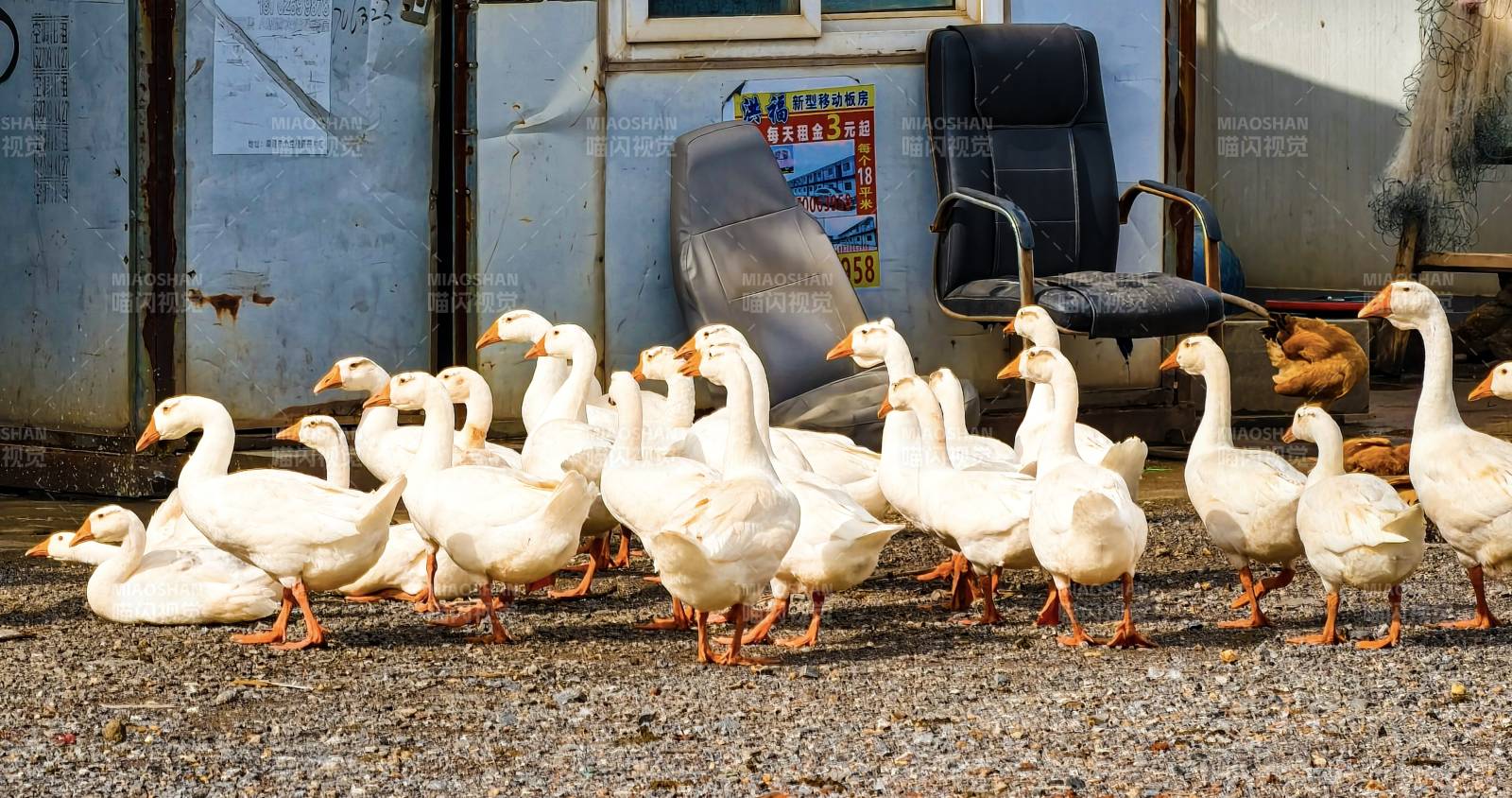 鹅群在户外悠闲漫步图片