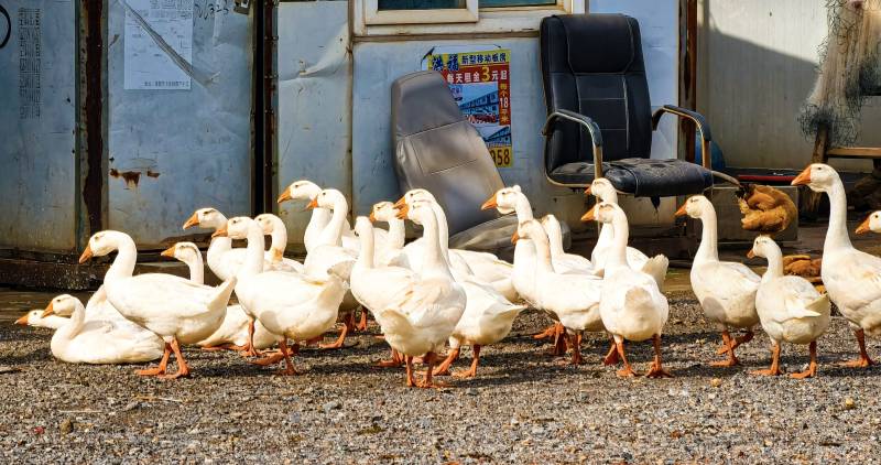 鹅群在户外悠闲漫步图片