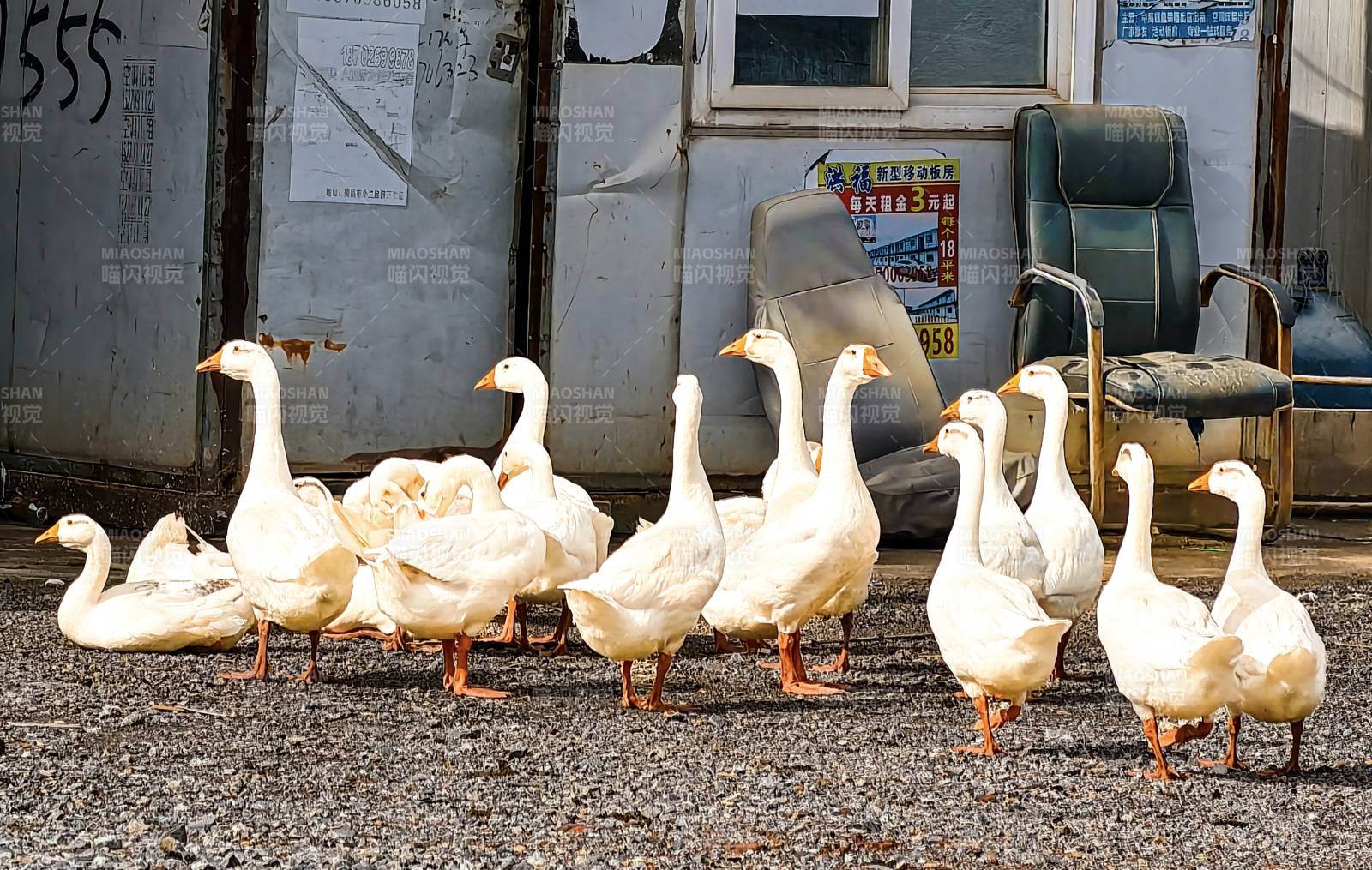 鹅群在门前悠闲散步图片