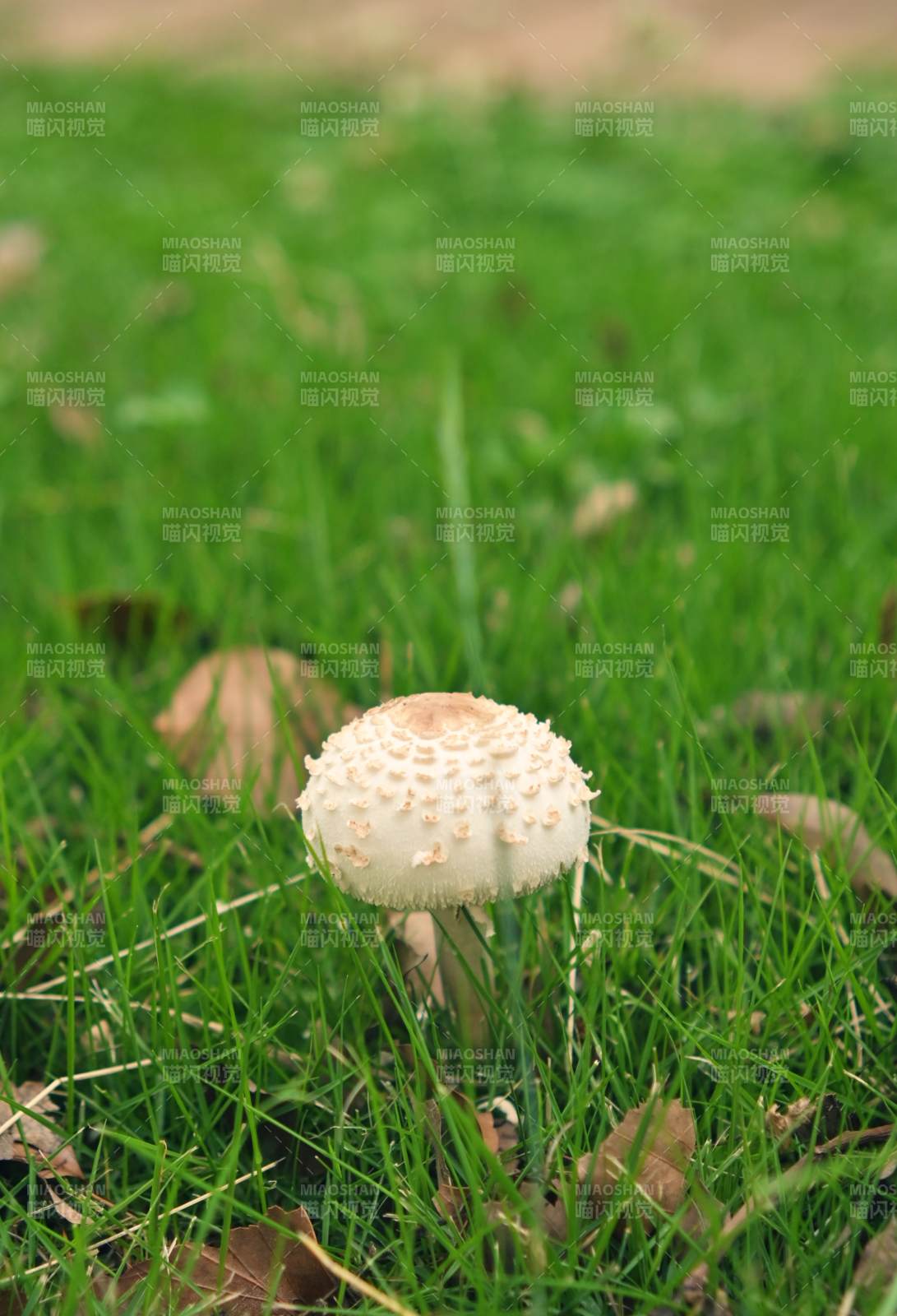 草地上的蘑菇图片