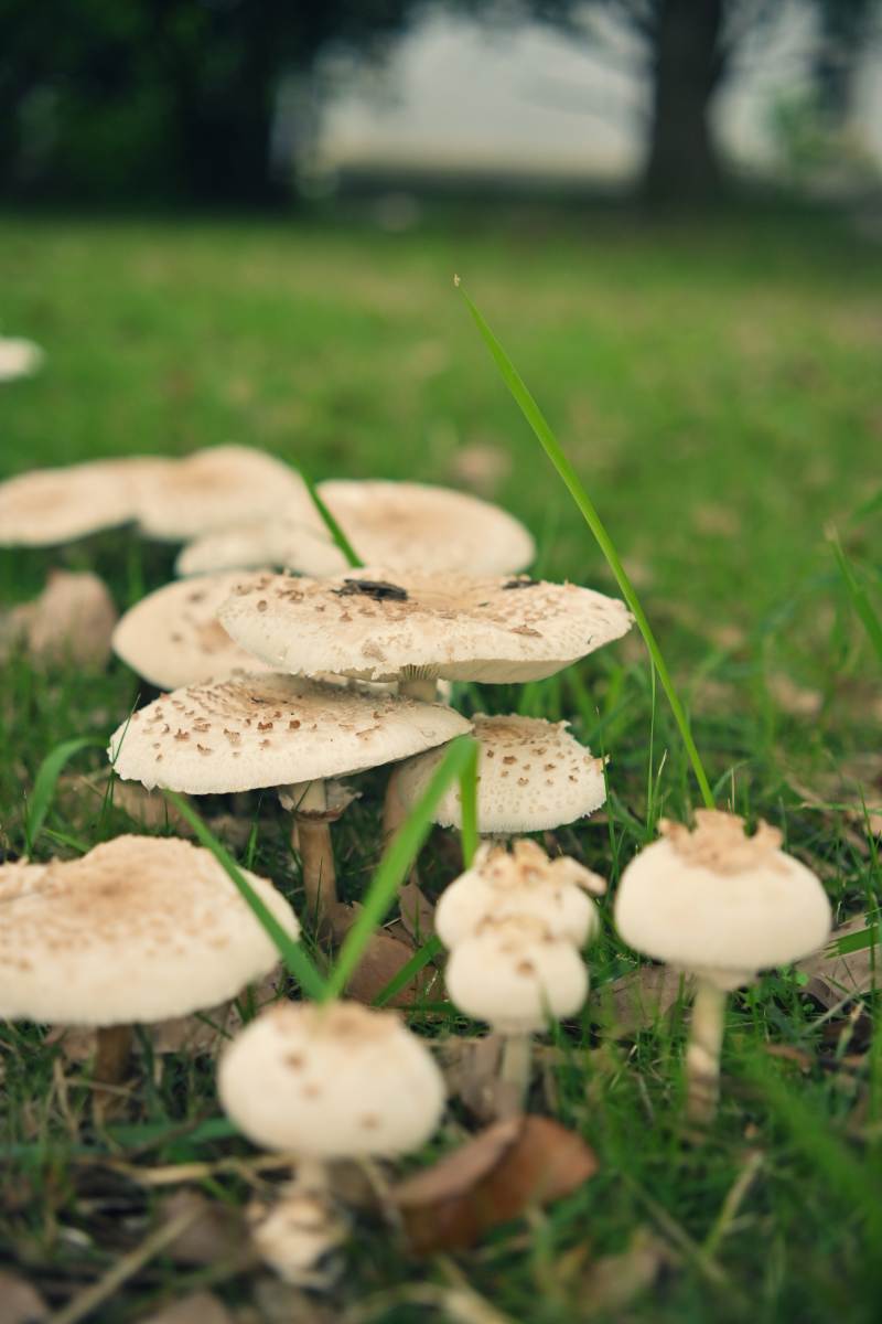 草地上的蘑菇群图片