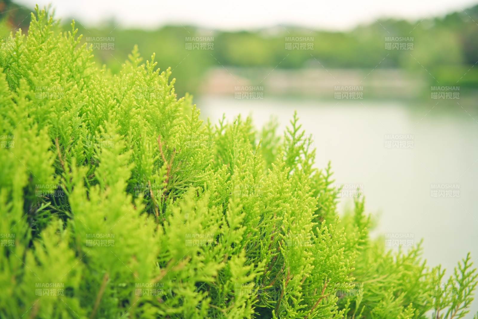 绿植丛生 湖畔清新图片