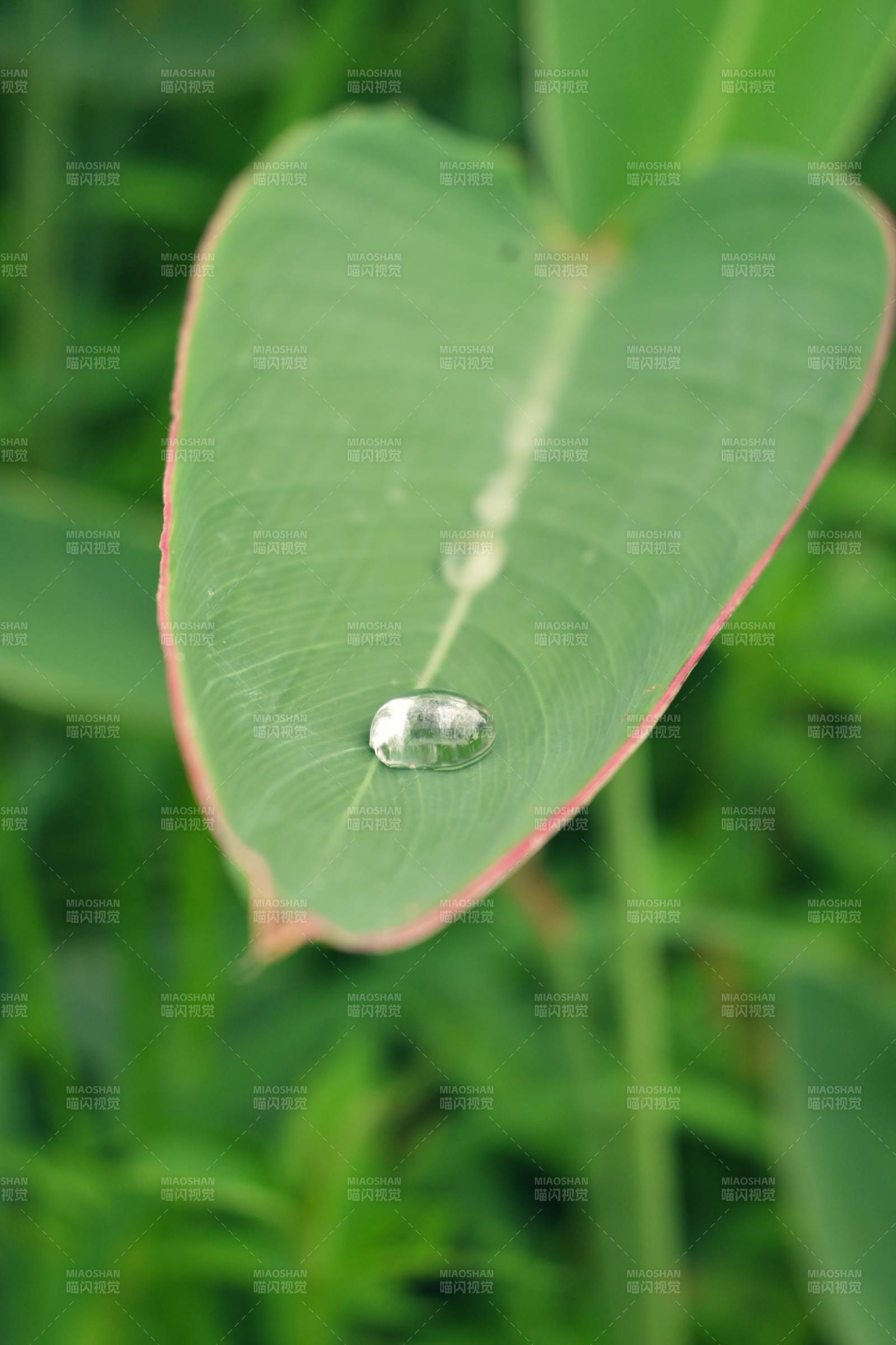 叶尖水珠 自然之美图片