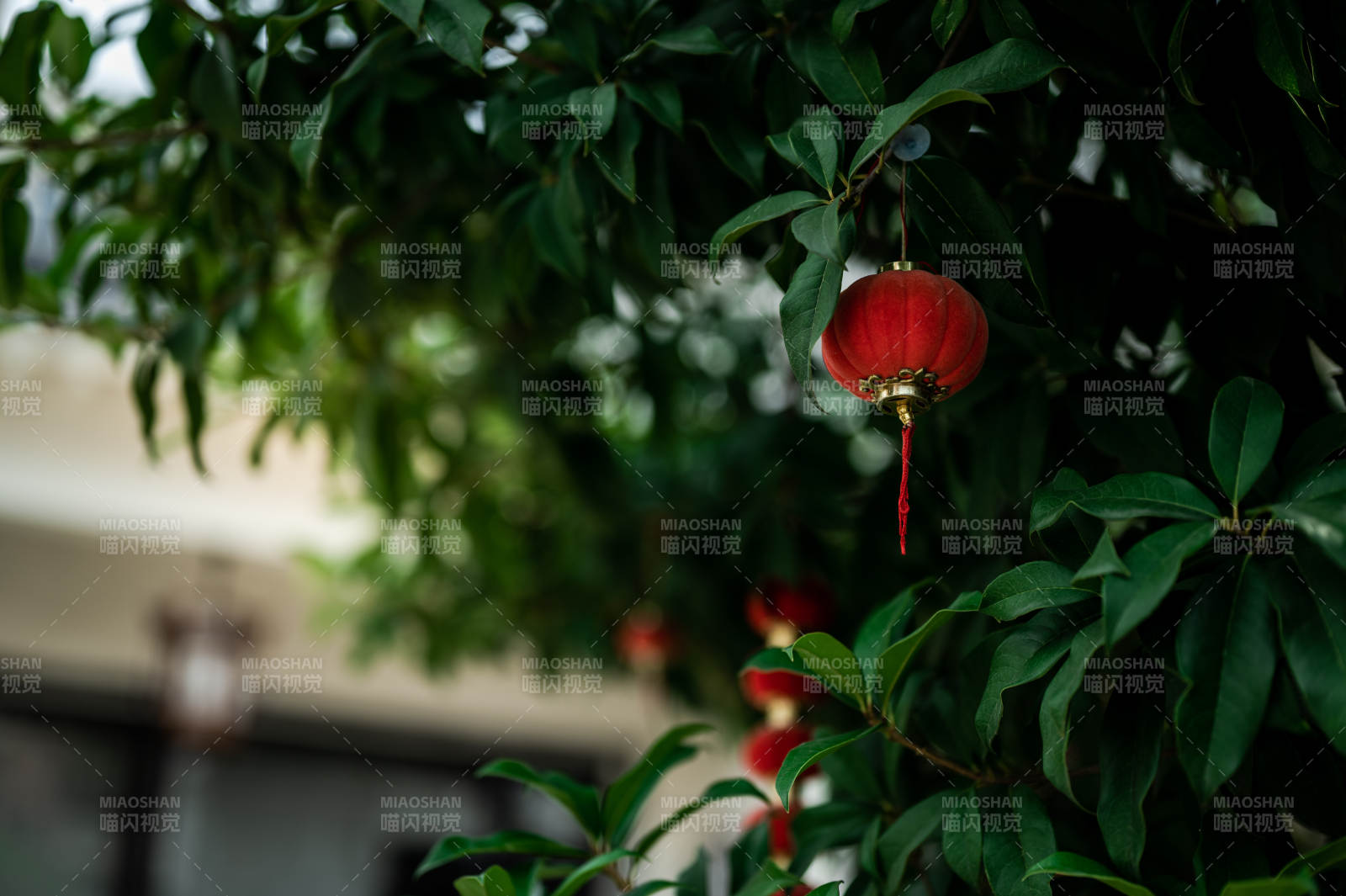红灯笼映绿叶 喜庆氛围浓图片