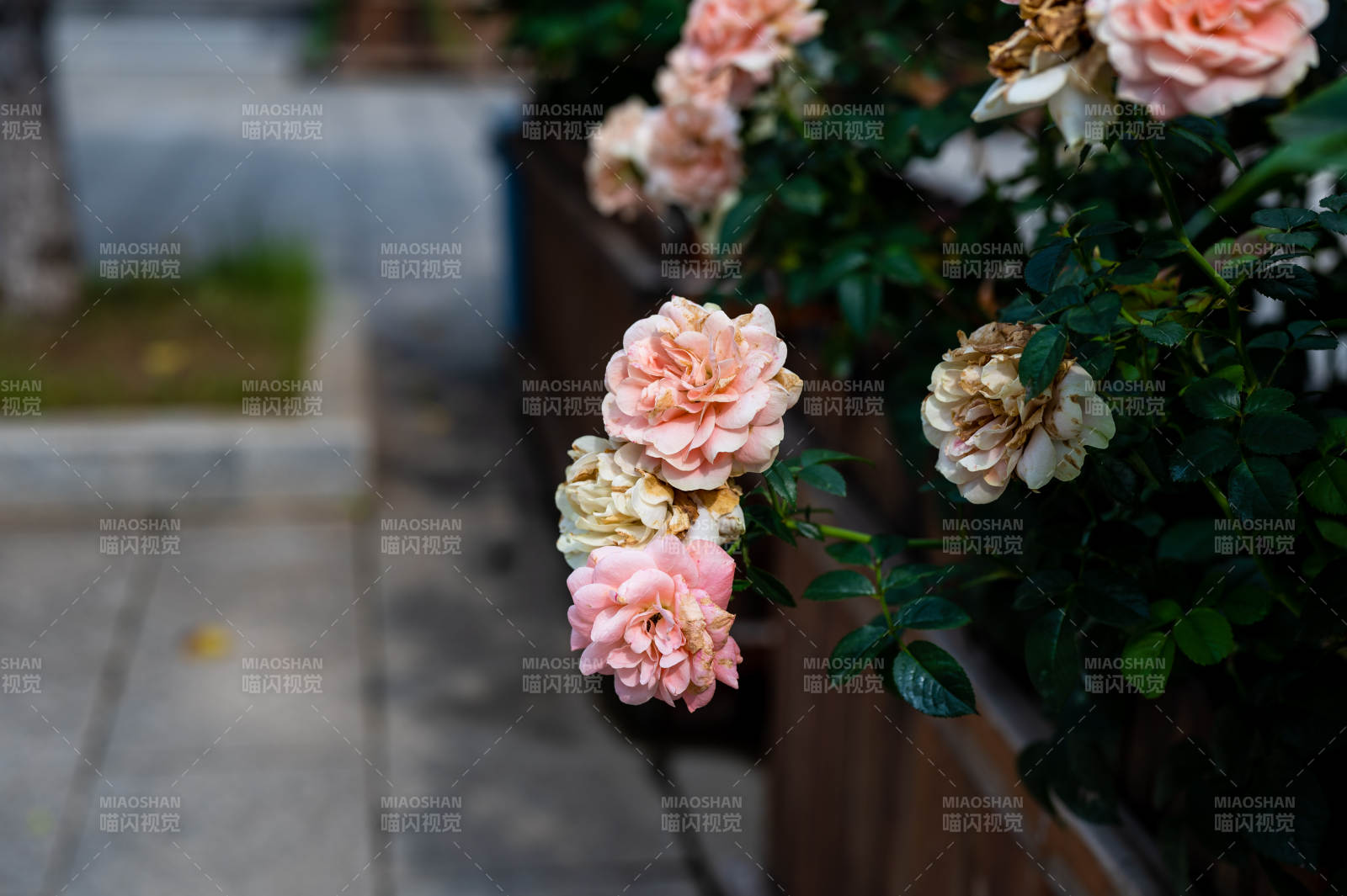 墙边的粉色玫瑰花图片