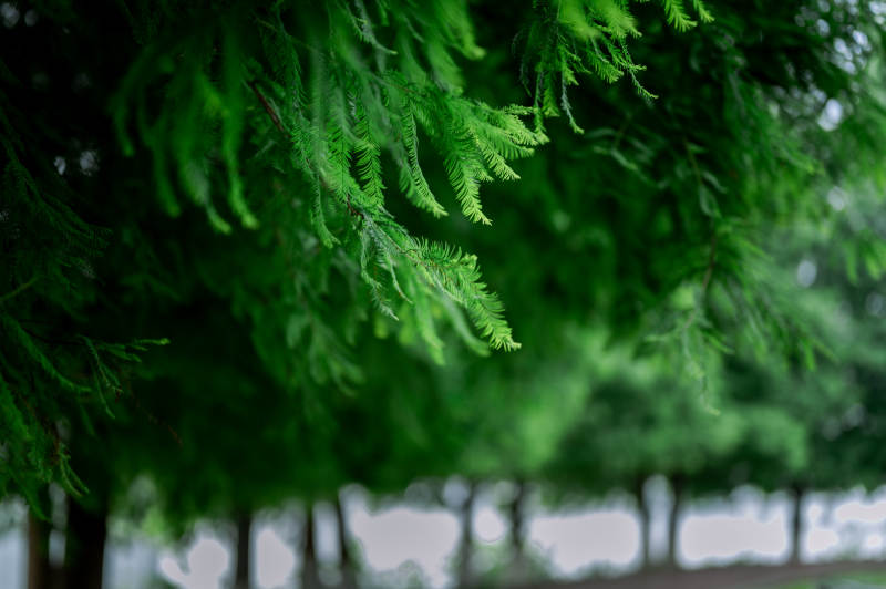 绿意盎然的枝叶特写图片