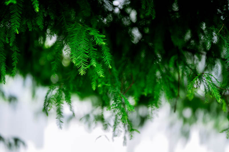 绿叶垂枝 清新自然图片