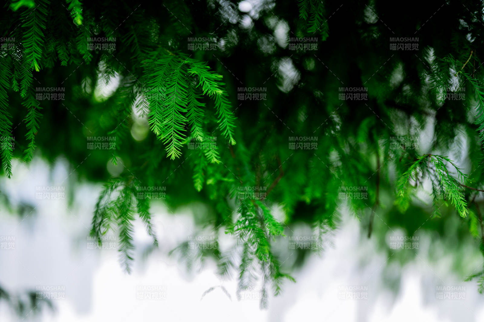 绿叶垂枝 清新自然图片